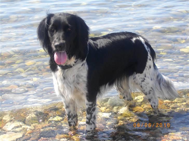 Blanding af racer Trine billede 12