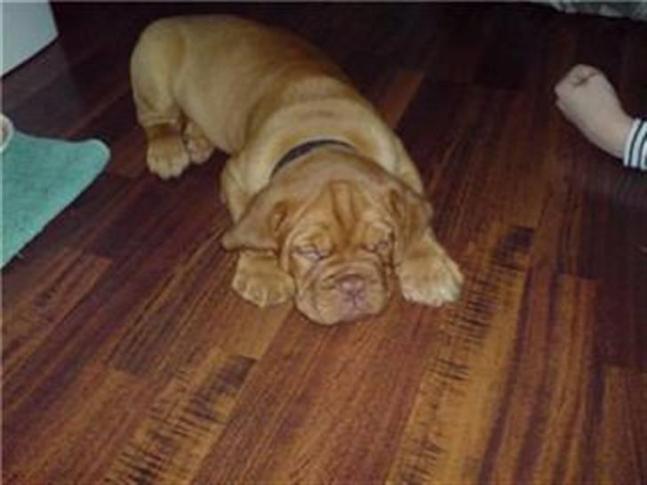 Dogue de bordeaux Santos - zzz Jeg sover billede 5
