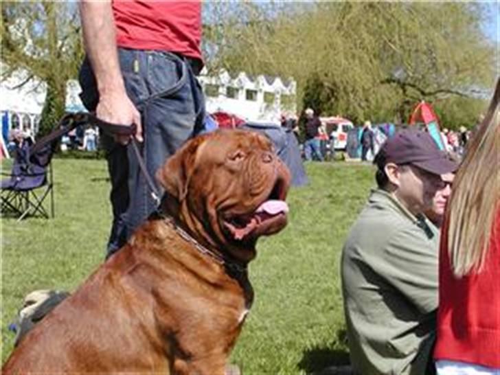 Dogue de bordeaux Santos - Her sidder jeg og kigger på de andre, hunde der løber rundt:) billede 6
