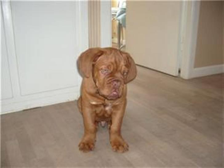 Dogue de bordeaux Santos - Jeg er lille hundehvalp her billede 7