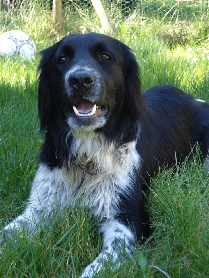 Blanding af racer Trine billede 13