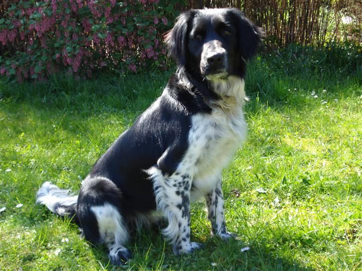 Blanding af racer Trine billede 14