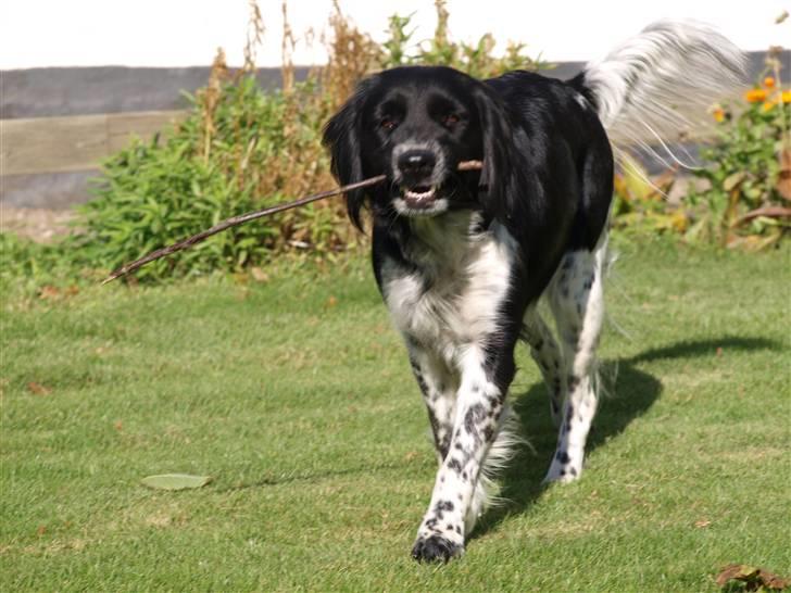 Blanding af racer Trine billede 15