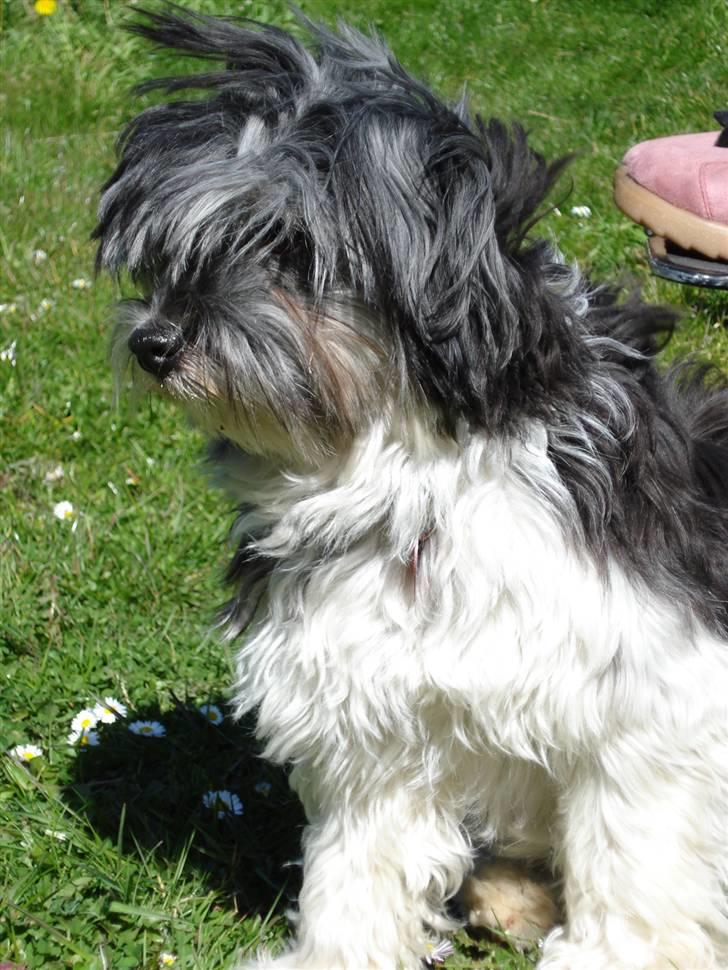 Løwchen Max billede 16