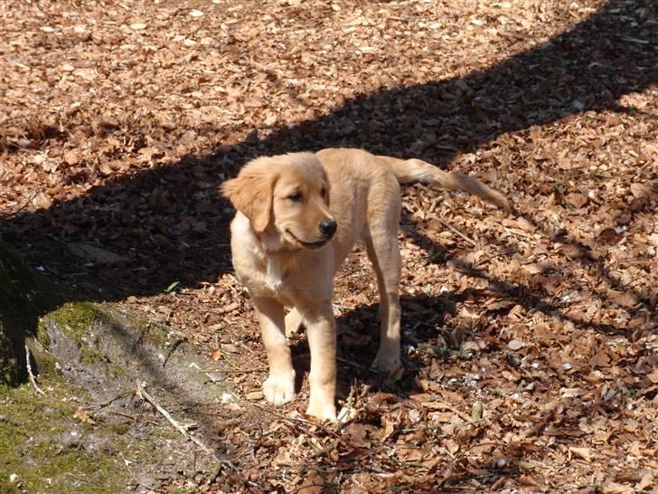 Golden retriever Mille - Smukke Mille ;D billede 11