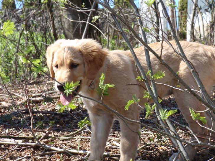 Golden retriever Mille - Gemmer mig ;D billede 13