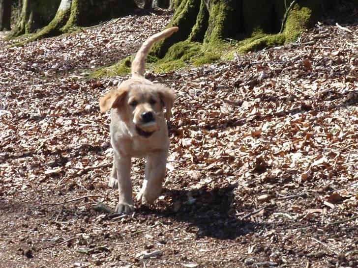 Golden retriever Mille - Se Hvad Jeg Har ;D billede 14