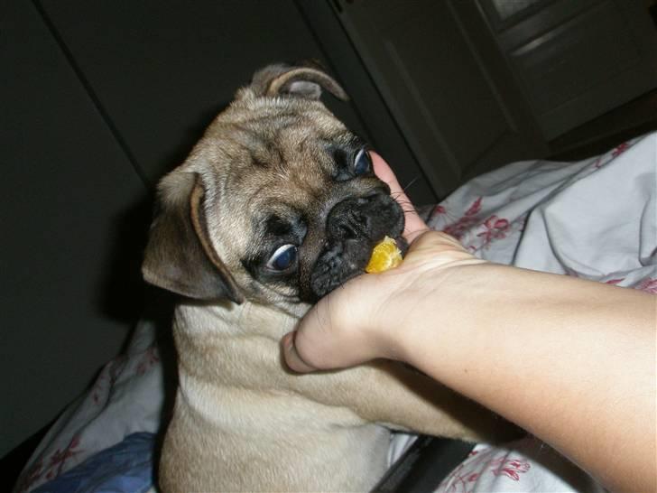 Mops Rosa billede 11