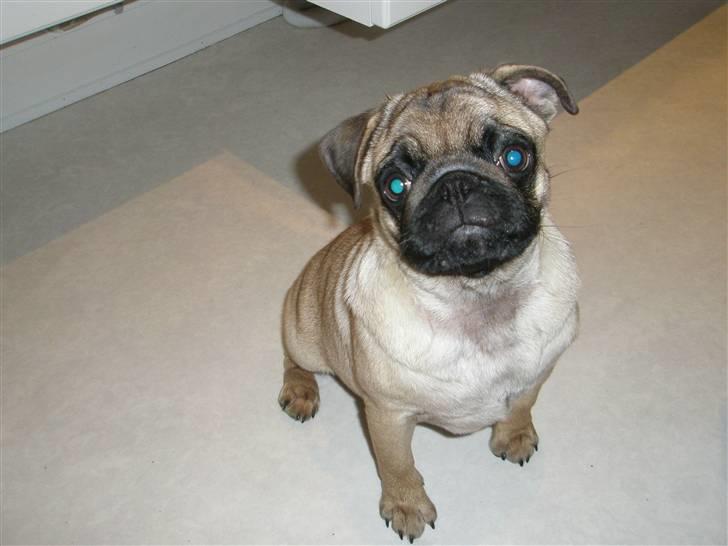 Mops Rosa billede 12