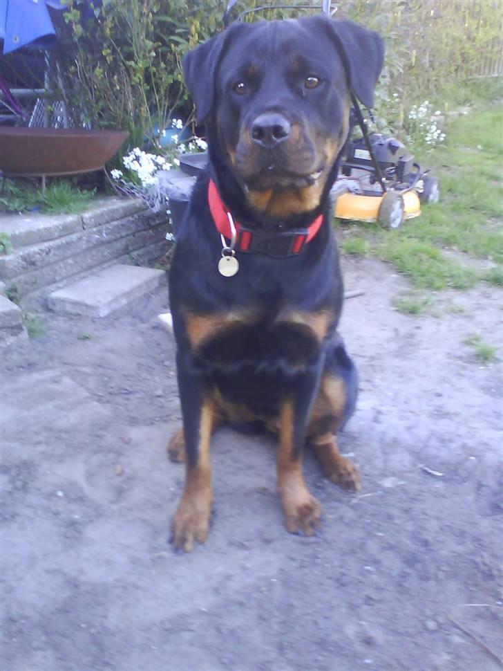 Rottweiler Nalah billede 5