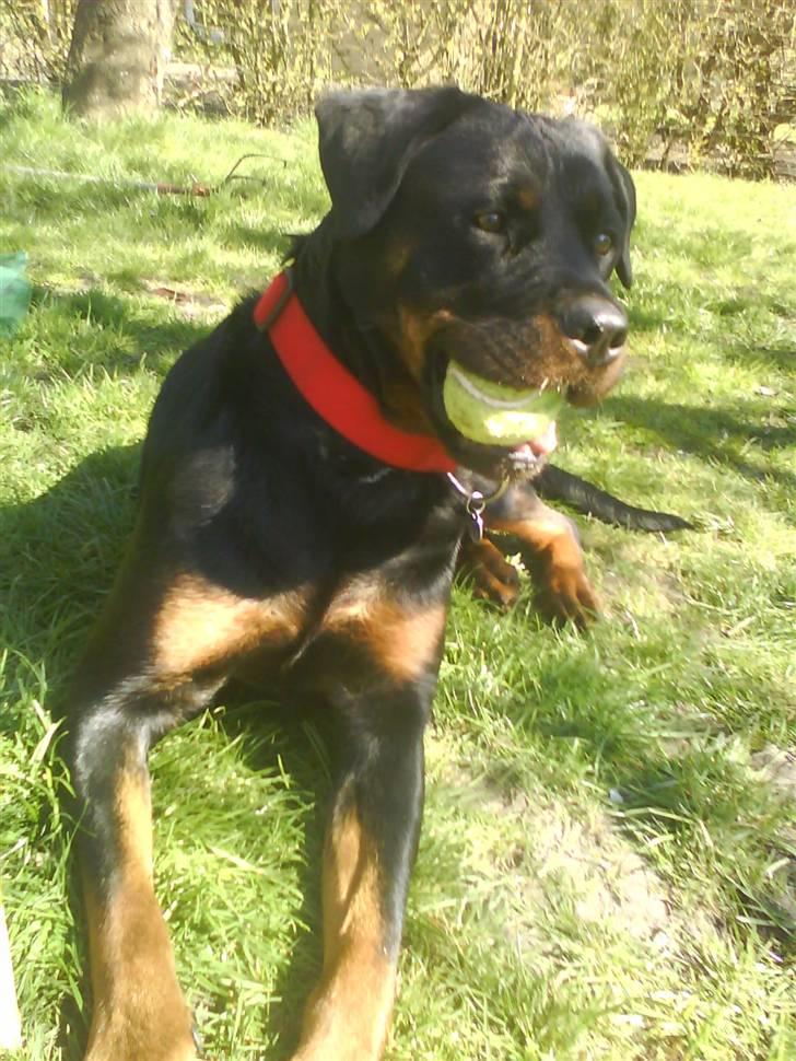 Rottweiler Nalah - se hvad jeg fandt :) billede 6