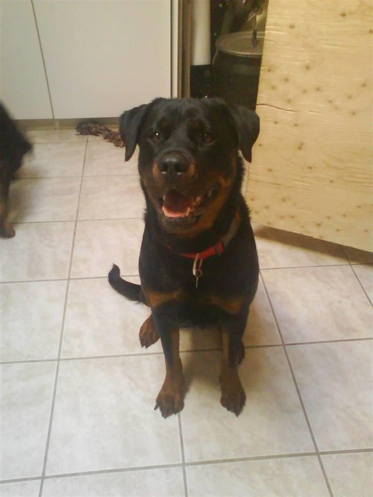 Rottweiler Nalah billede 7