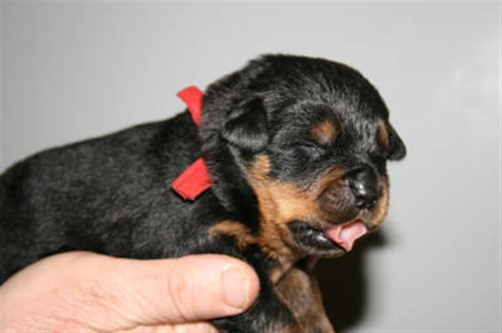 Rottweiler Nica - sådan ser jeg ud 14 dage gammel. billede 1