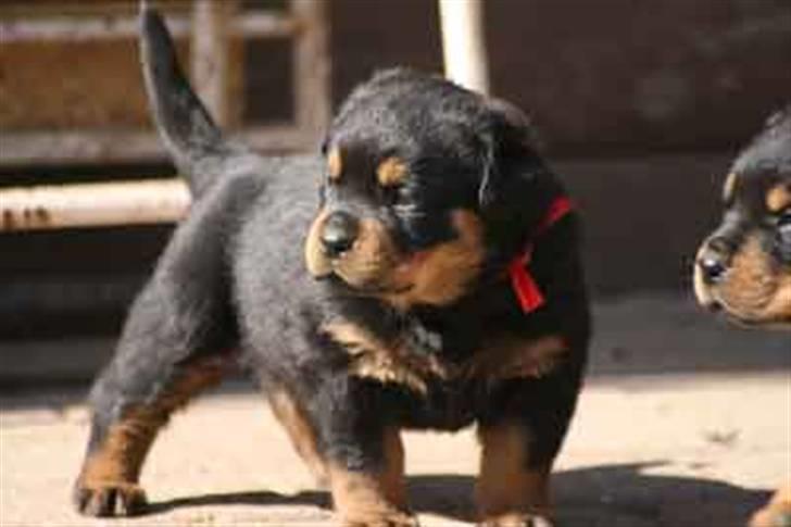 Rottweiler Nica - var der nogen der sagde noget? billede 2