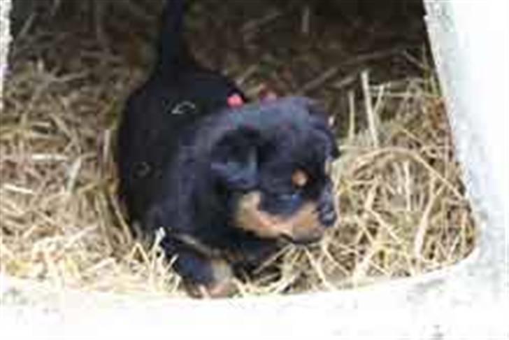 Rottweiler Nica billede 3