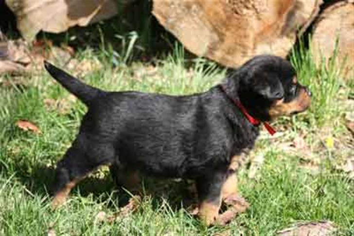 Rottweiler Nica - har i set hvor fin jeg er? billede 4