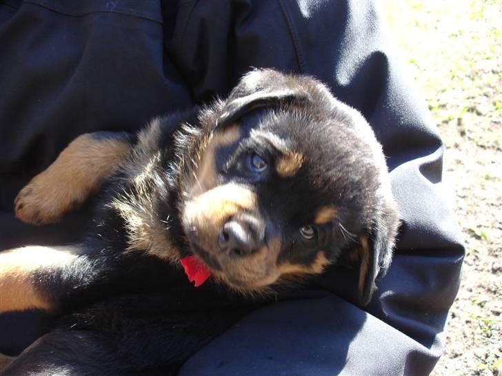 Rottweiler Nica - hej med dig! billede 5