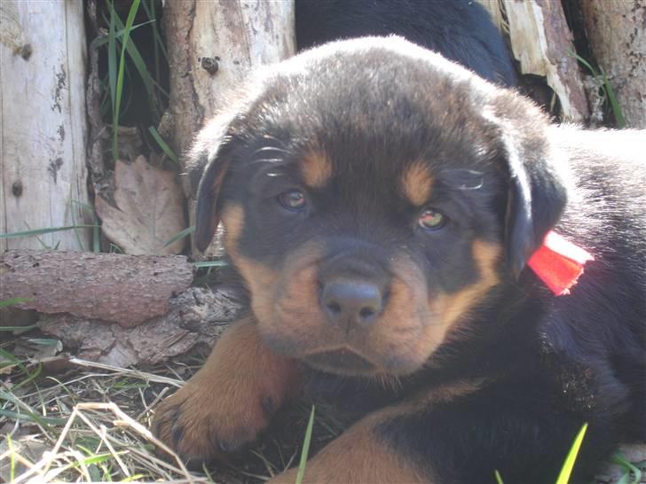 Rottweiler Nica - Jeg har været på opdagelse i den store verden. Nu er jeg godt nok træt. billede 6