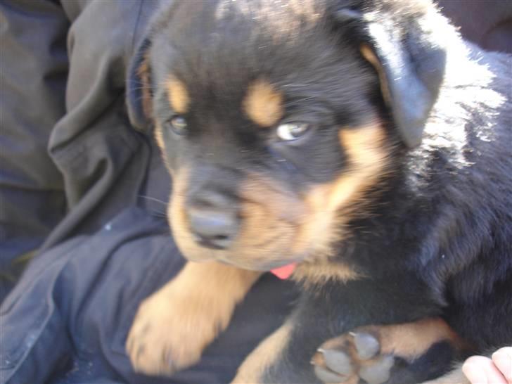Rottweiler Nica - Hvorfor tager i billeder af mig hele tiden? billede 7