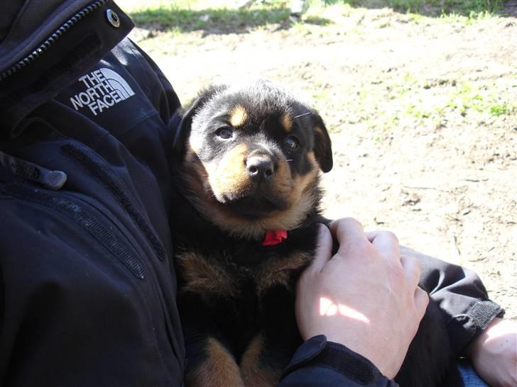 Rottweiler Nica billede 8