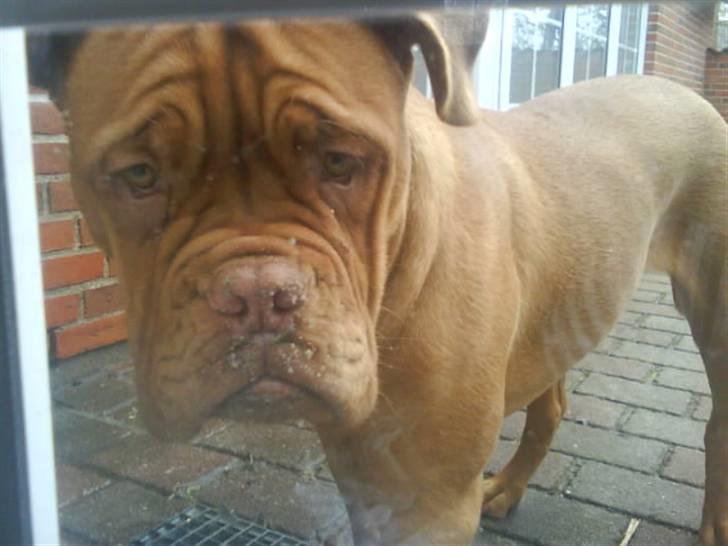 Dogue de bordeaux viola  - Viola? vil du gerne ind? ix  ( taget ii uge 15 ) billede 17