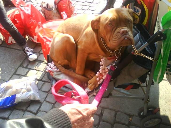 Dogue de bordeaux viola  - Vi var ude at gå en tur & pludselig fandt hun ud af at det var hende der skulle sidde ii klapvognen (x ( Taget i uge 15 ) billede 18