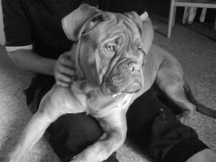 Dogue de bordeaux viola  - Ligger du godt Tyksak? (;  ( taget i uge 15 ) billede 19