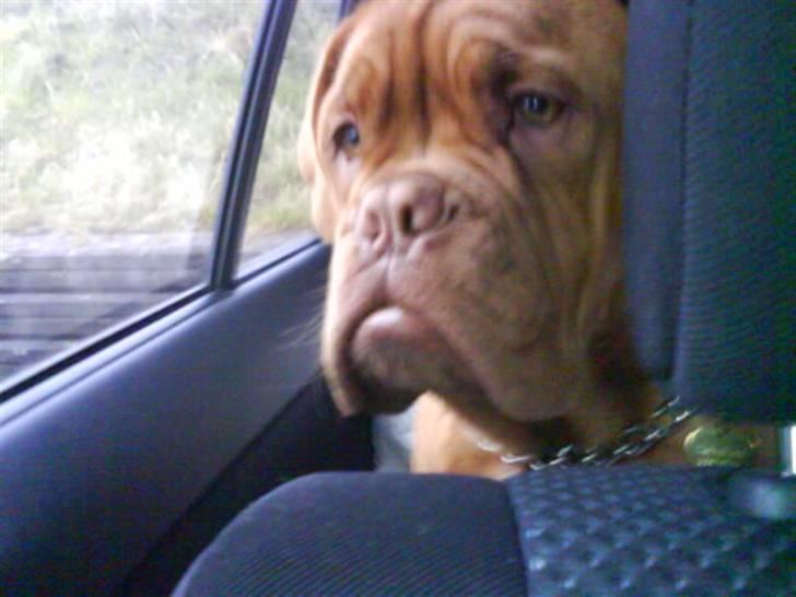 Dogue de bordeaux viola  - Er der noget spænende? <333 billede 20