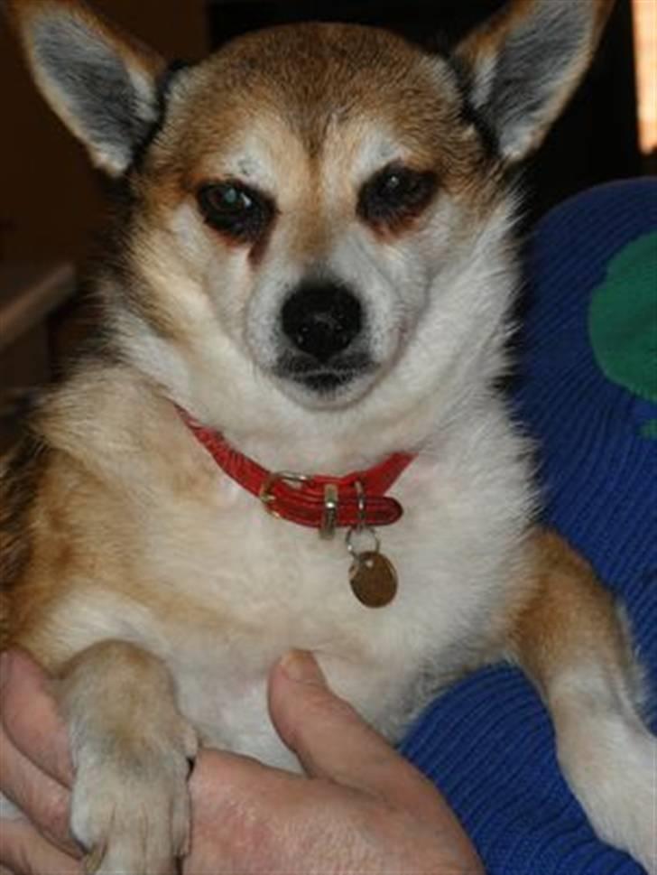 Norsk lundehund Stella (22.4.1997- 3.1.2012) - 22.4.07 - 11 års fødselsdag billede 15