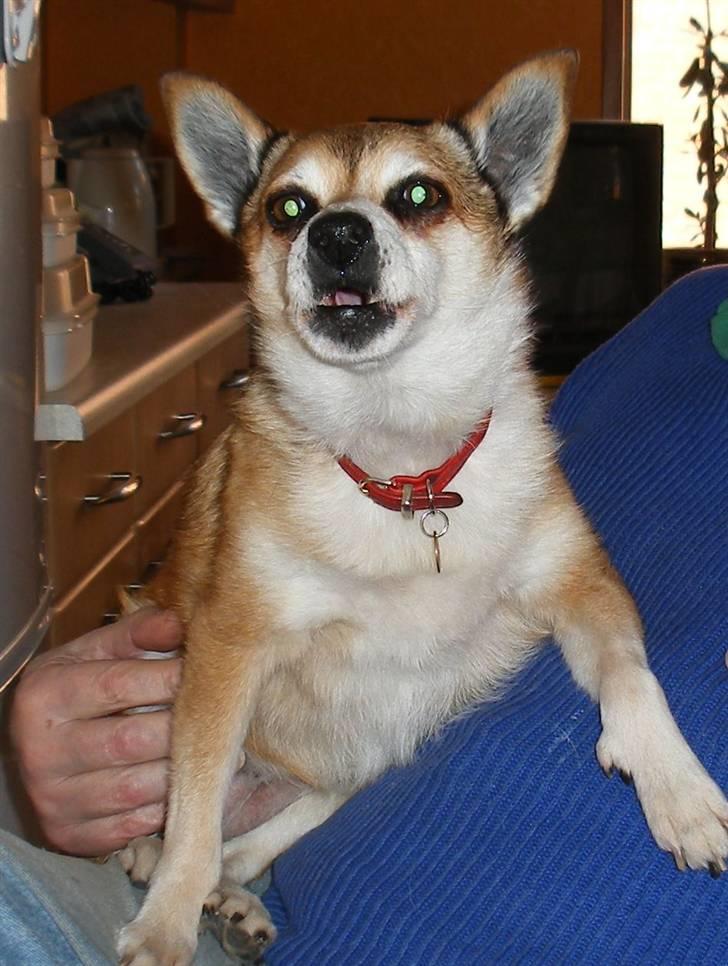 Norsk lundehund Stella (22.4.1997- 3.1.2012) - 22.4.08 - færdig med at se sød ud, nu er der noget der skal kommenteres billede 16