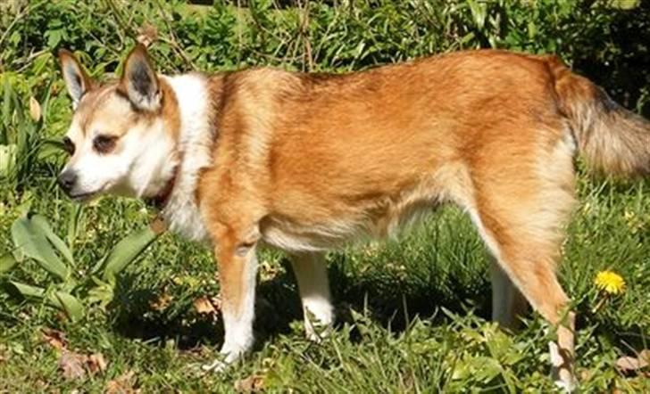 Norsk lundehund Stella (22.4.1997- 3.1.2012) - 22.4.08 - det skal ikke kun være billeder af mit hoved I får at se. billede 17