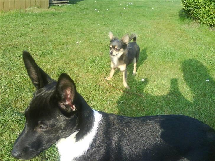 Chihuahua Malli billede 15