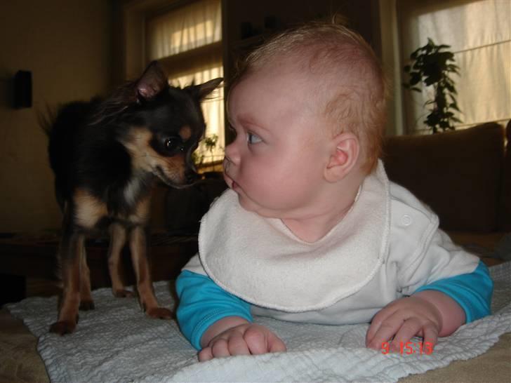 Chihuahua Malli - Malli og min lille nevø Zilas;O) billede 16