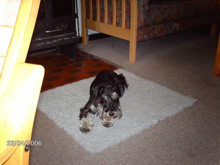 Dvaergschnauzer MOLLIE<3<3 - AAAAAAAAAAHHHHHHHHHHHHH      c",) billede 18