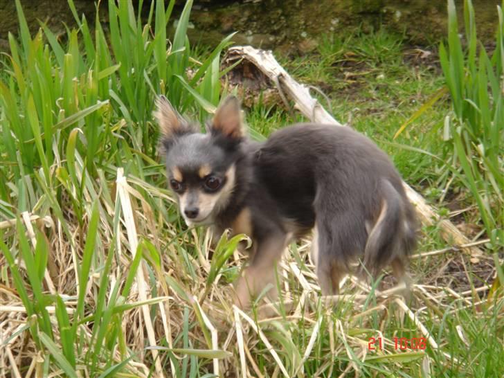 Chihuahua Malli billede 17