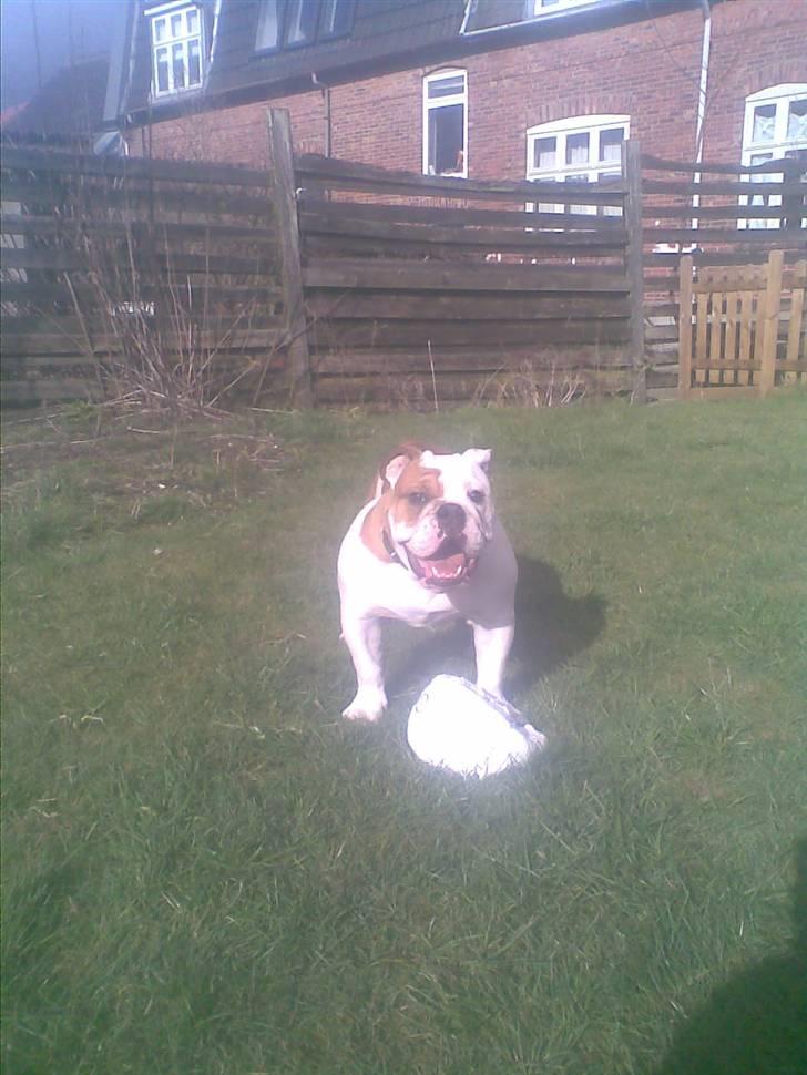 Engelsk bulldog Silas R.I.P - Min bold..  billede 16
