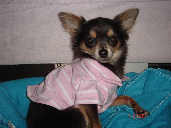 Chihuahua Malli billede 18