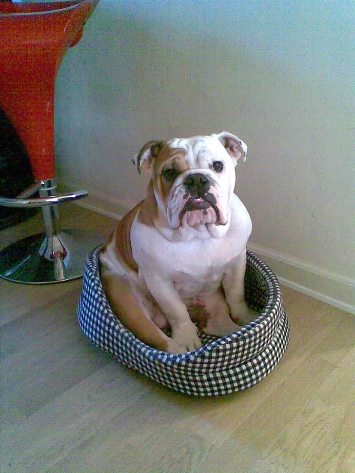 Engelsk bulldog Silas R.I.P - kan altså ikke være i min kurv mere far .. billede 17
