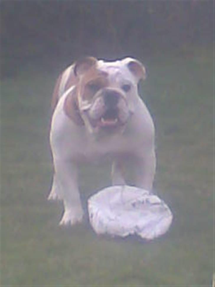 Engelsk bulldog Silas R.I.P billede 18