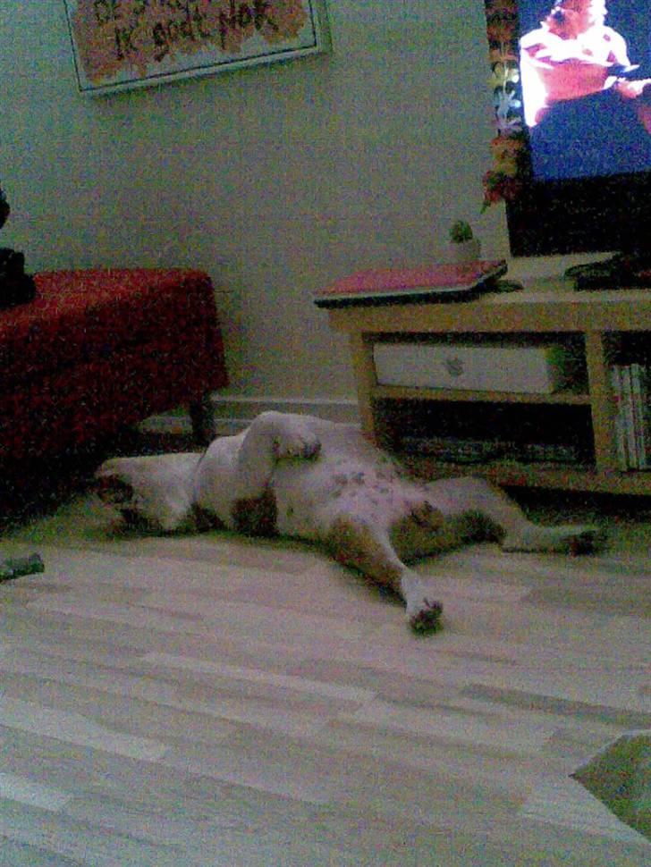 Engelsk bulldog Silas R.I.P - Mmmmmmmmmmmm billede 19