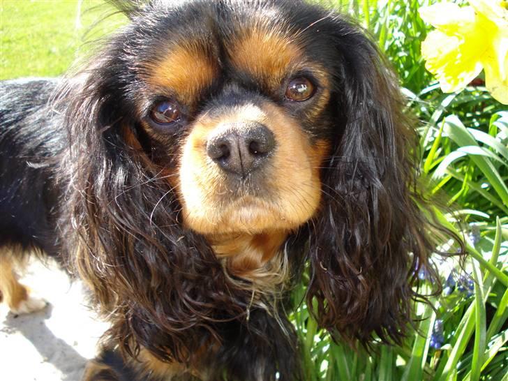 Cavalier king charles spaniel Chili billede 15