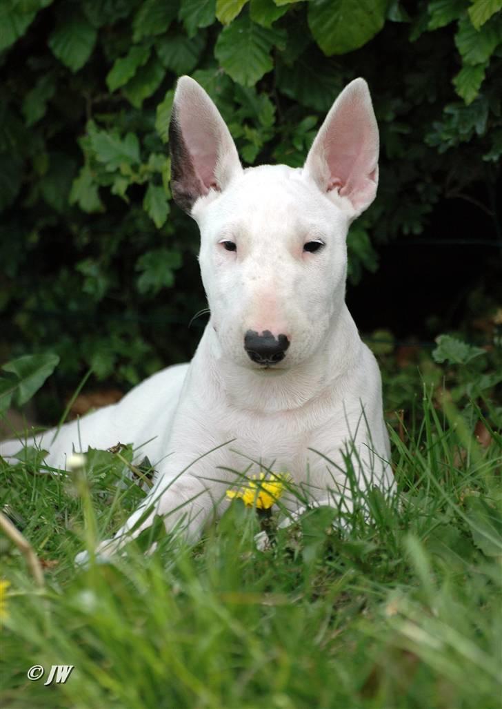 Bullterrier WB´s Auricle Amy (Båtte) - Hvad mener du med store ører?? billede 13