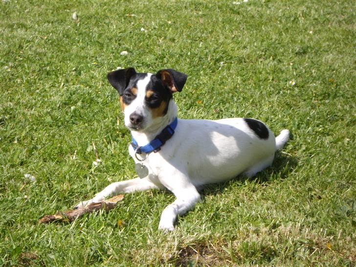 Dansk svensk gaardhund Vaks - Er jeg lækker, sir du ? (: billede 1