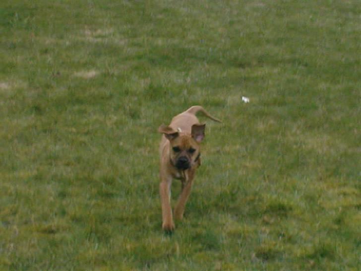 Blanding af racer Tyson billede 6