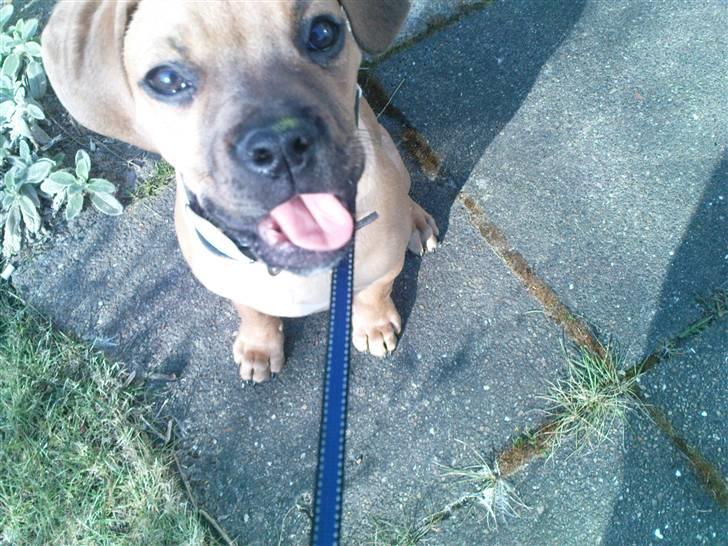 Blanding af racer Tyson billede 7