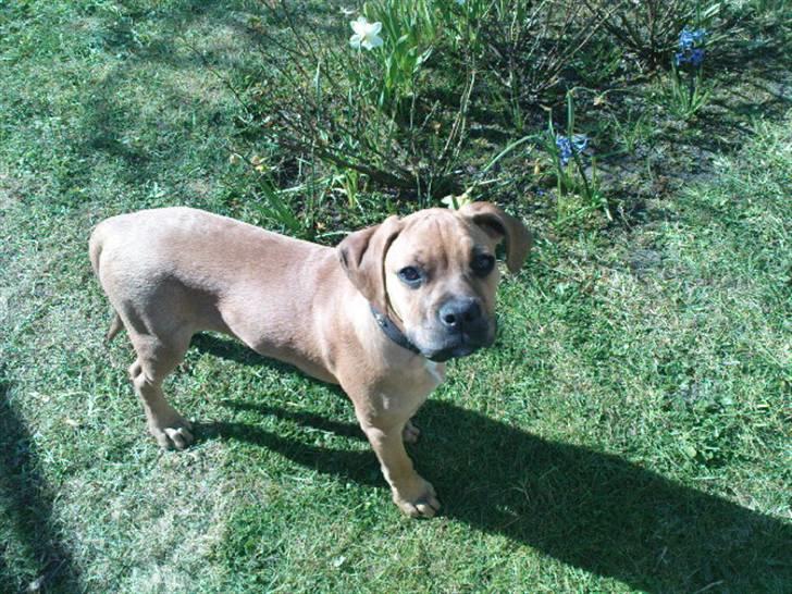 Blanding af racer Tyson billede 8