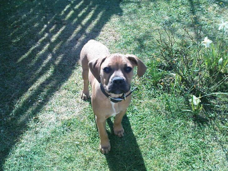 Blanding af racer Tyson billede 9