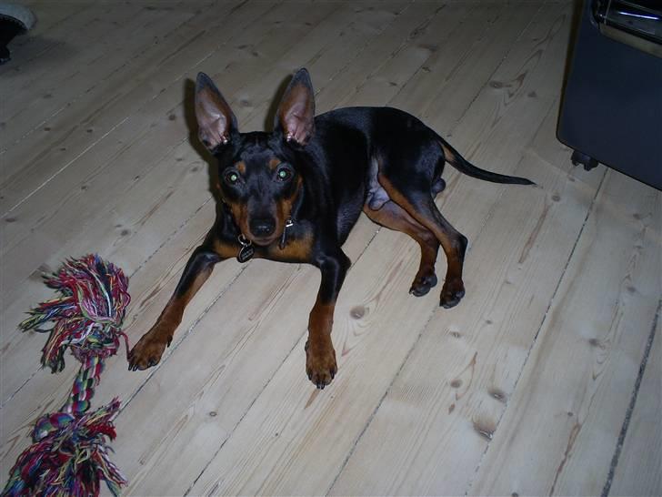 Dvaergpinscher Diego - R.I.P - dejlig varm plet på gulvet, det skal da udnyttes... billede 17