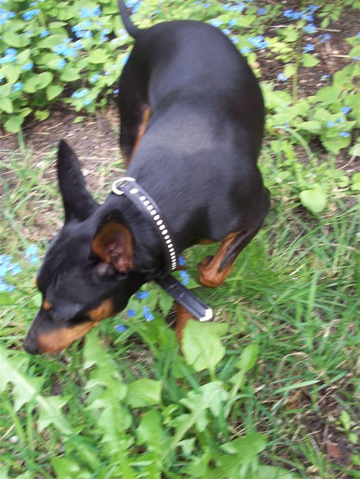 Dvaergpinscher Diego - R.I.P - masser af nye dufte i foråret... dejligt! billede 20