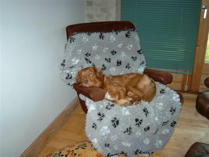 Nova scotia duck tolling retriever Hotte Hugo billede 1